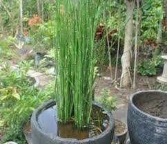 budidaya tanaman bambu air, air