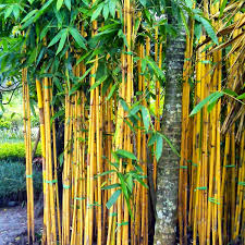 pagar bambu kuning