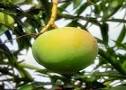 varietas buah mangga